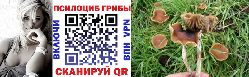 Галлюциногенные грибы Psilocybe  Карасук 